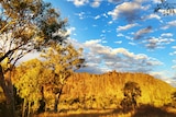 Blue sky mottled with small white clouds and below the Kimberley natural monument of Windjana Gorge surrounded by trees