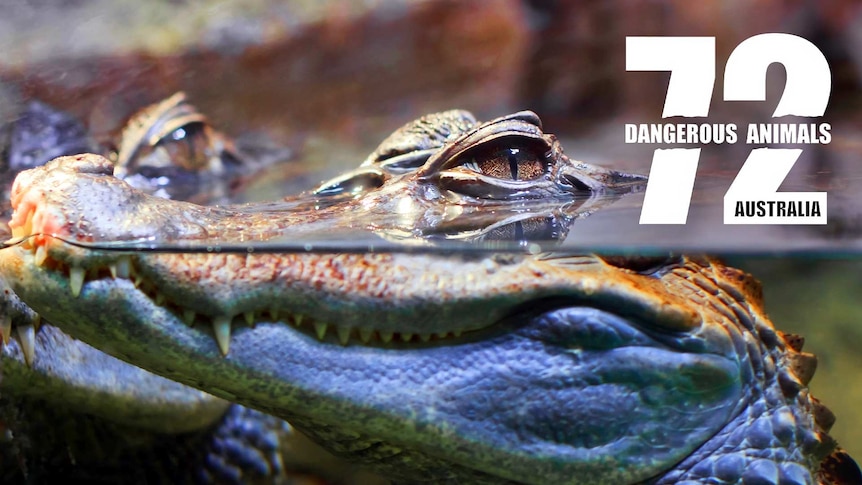 Close up of a crocodile half in the water, eyes peeking above the surface