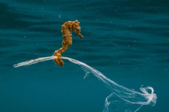Seahorse clings to a piece of plastic rubbish.