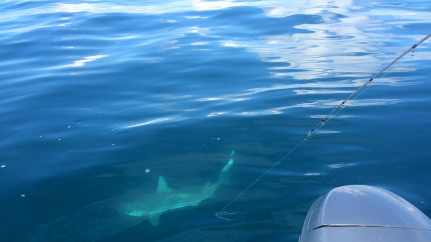 A shark swims near a fishing line