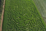 The maze is grown from maize