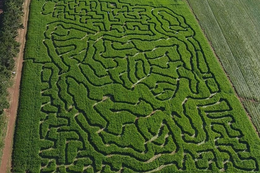 The maze is grown from maize