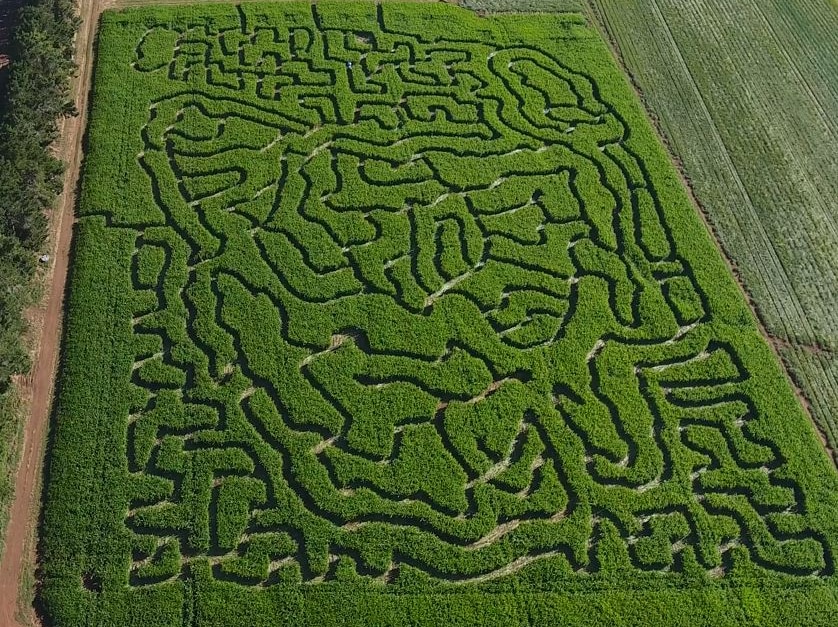 The maze is grown from maize