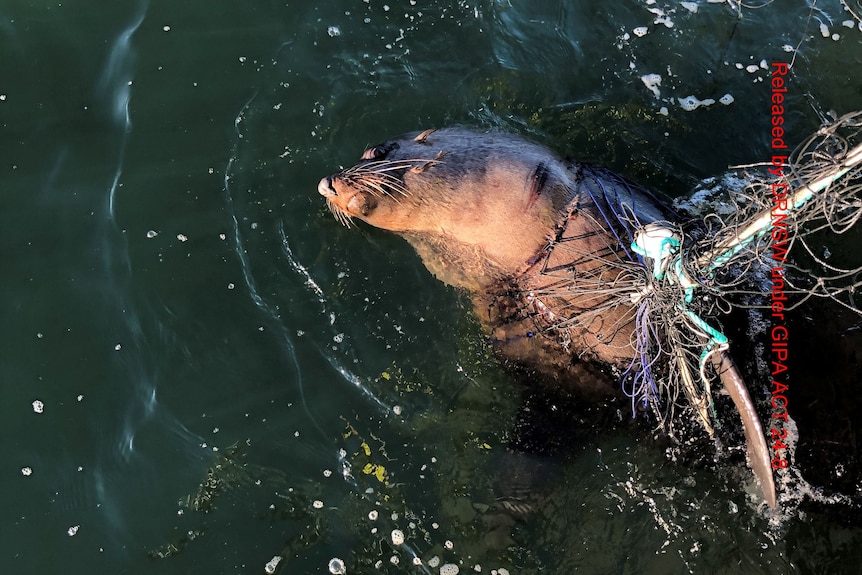 A seal caught in a shark net.
