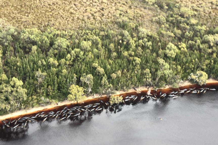 Dozens of dead whales line the shore in Tasmania's Macquarie Harbour.