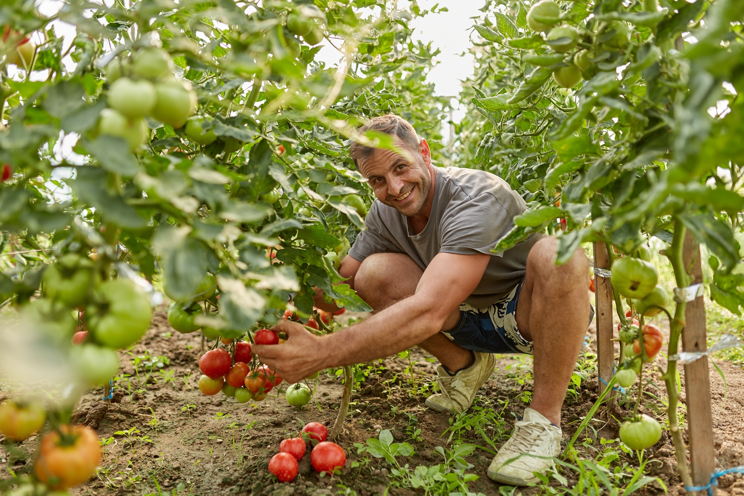 Young man smiling and crouching beside tomato plants, in story about gardening mindfulness.