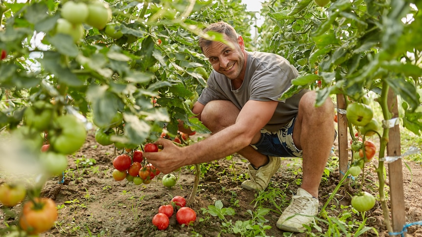 Young man smiling and crouching beside tomato plants, in story about gardening mindfulness.