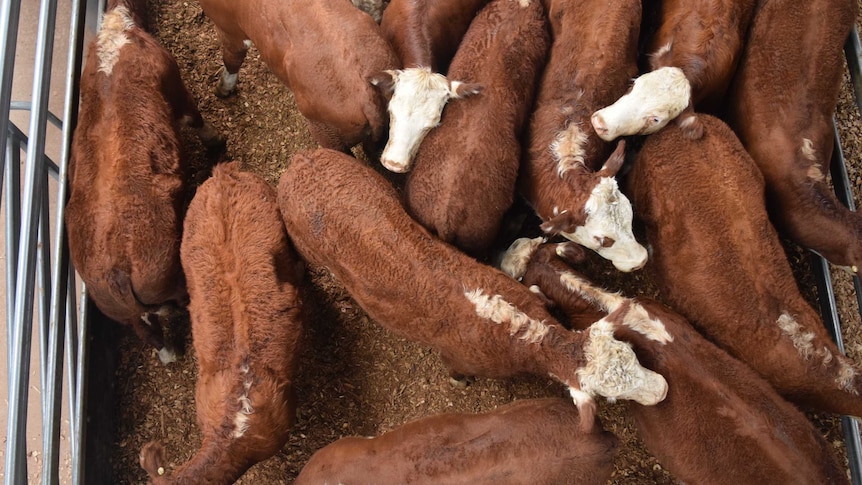 Hereford cattle on the soft flooring at the new Wodonga saleyards