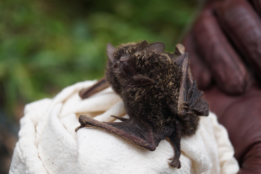 A small bat species on a cloth on a person's gloved hand, blurred greenery in the backyard.