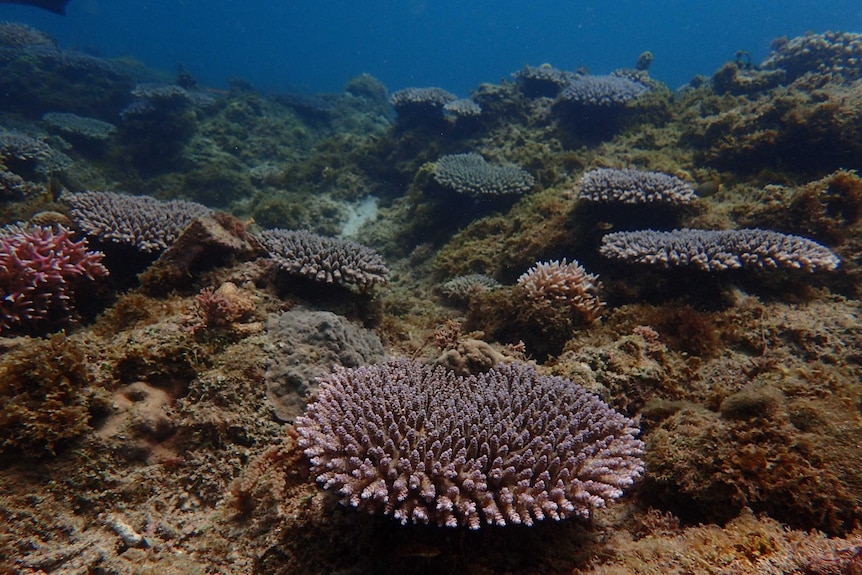 Coral grown from larvae