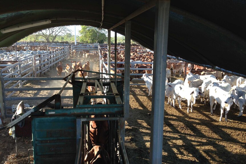 Karumba Livestock Exports cattleyards