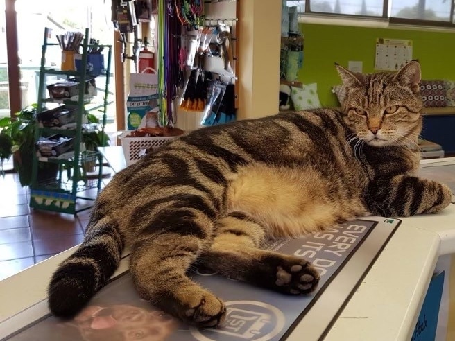 A tabby-coloured cat lying flat on a reception desk in an office