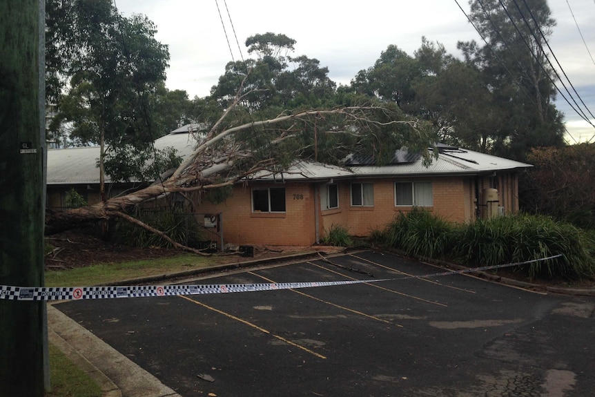 A large gum tree falls onto a child care centre in Lane Cove.