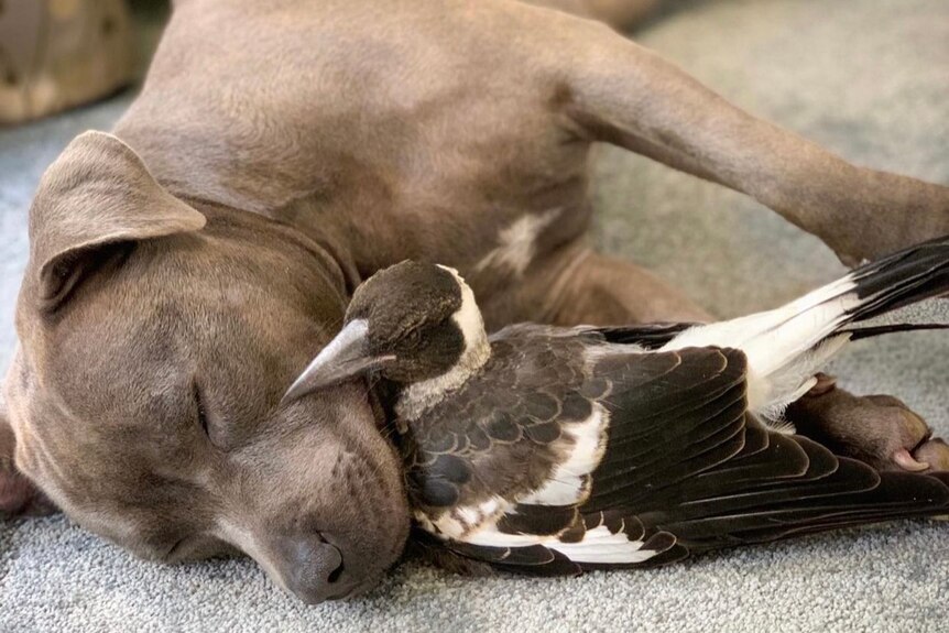 A dog sleeps with a magpie