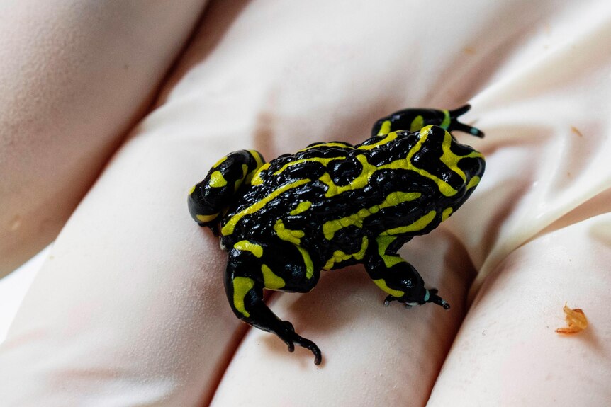 A small frog with black and gold markings
