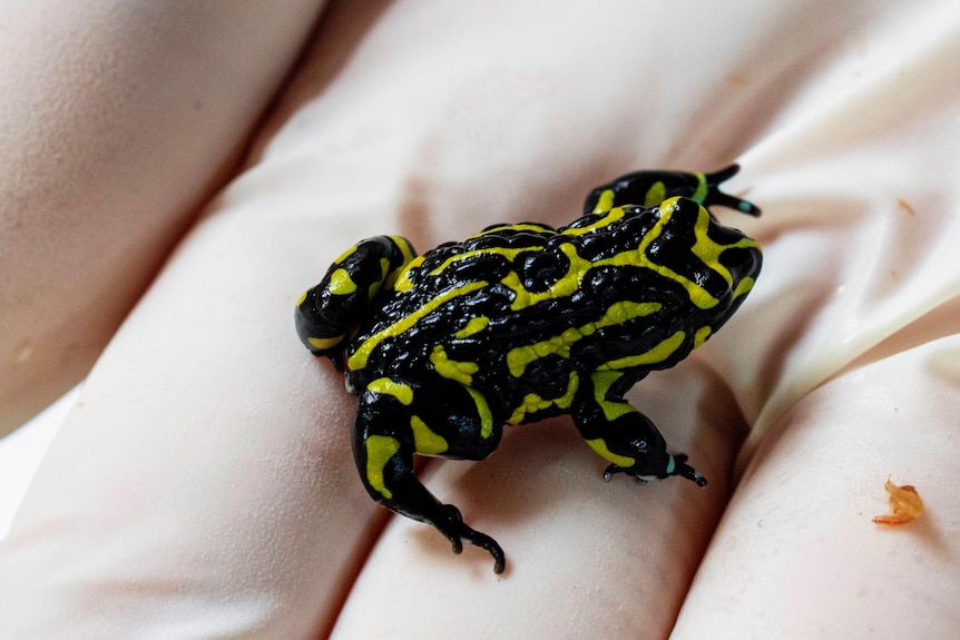 A small frog with black and gold markings