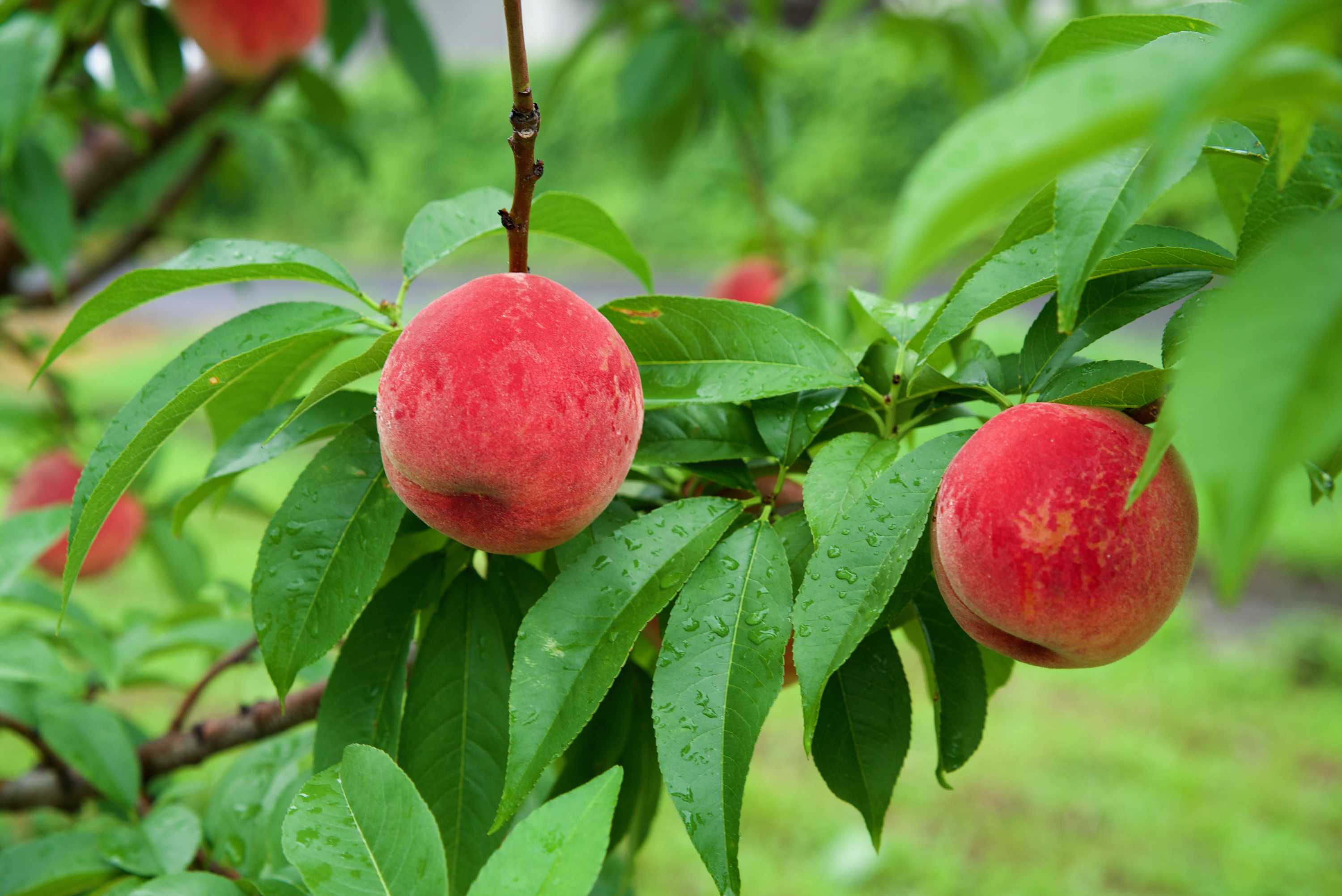 Japan is home to the world's sweetest peach, and it just happens to