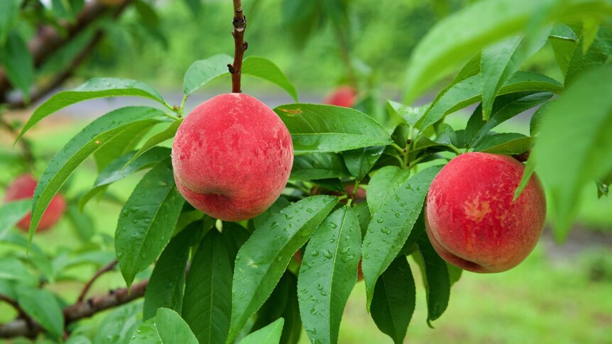 Two peaches on a tree