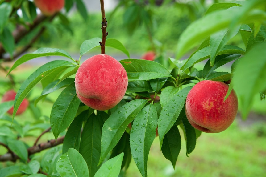 Two peaches on a tree