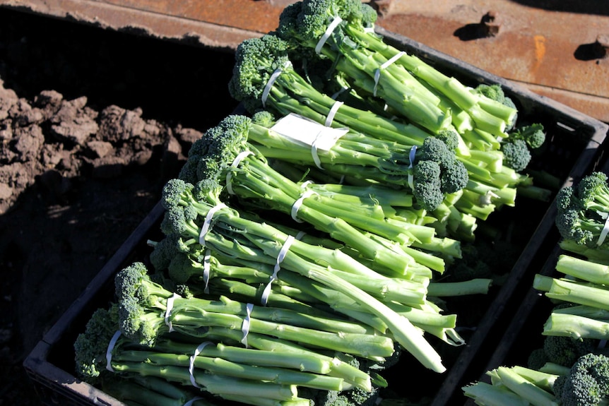 Broccolini