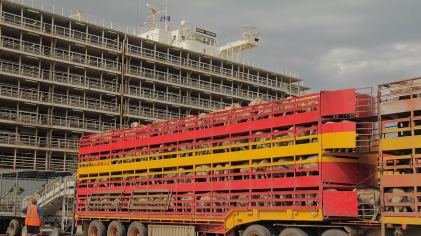 Australian live export sheep