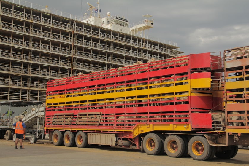A large truck laden with sheep stands on what appears to be a dock.