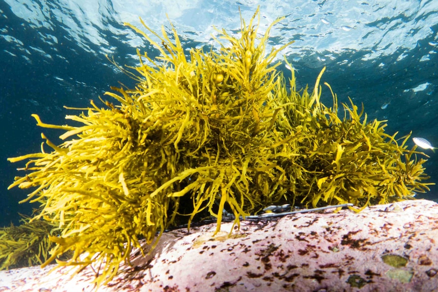 Crayweed planted on restoration mats in Bondi.