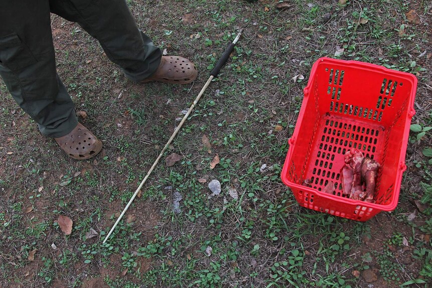A photo of a red basket holding some meat on the ground, with Trevor's feeding stick visible.