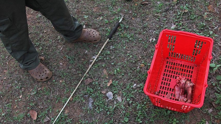 A photo of a red basket holding some meat on the ground, with Trevor's feeding stick visible.