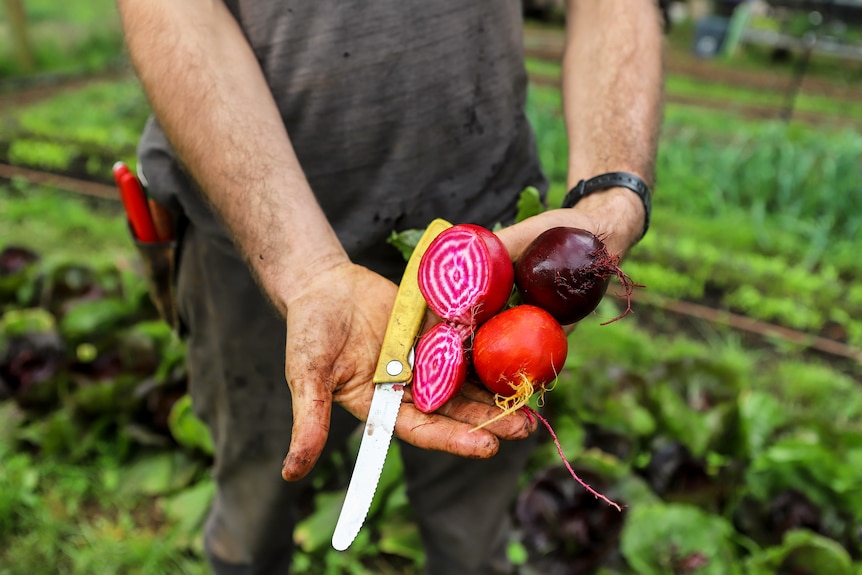 A man holds three brightly coloured beetroots in a soil stained hand, with boots and tshirt visible and a vegetable row at feet