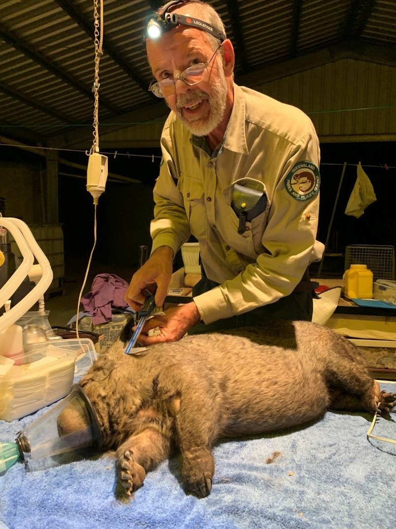 A man in khaki with a torch on his head with a sleeping wombat