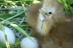 Baby bittern