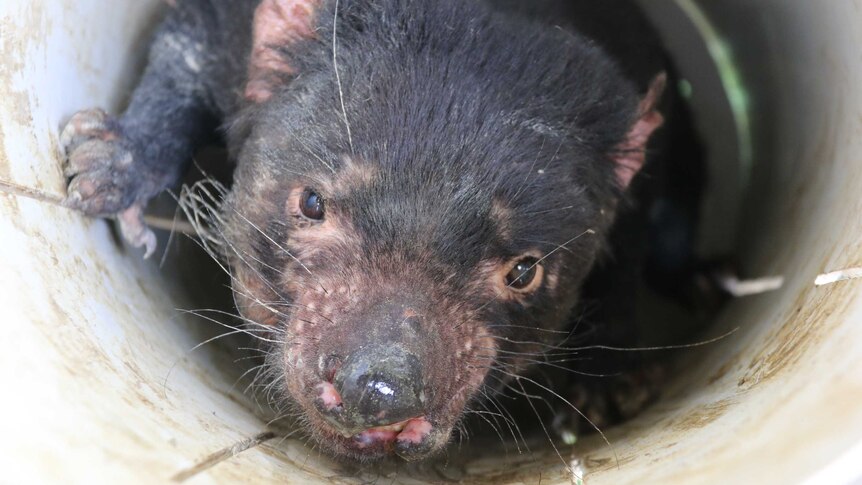 A Tasmanian devil in a pipe-shaped trap