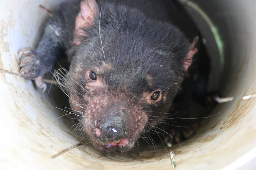 A Tasmanian devil in a pipe-shaped trap