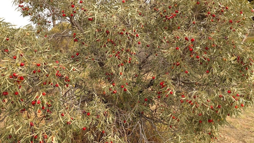 A Quandong tree