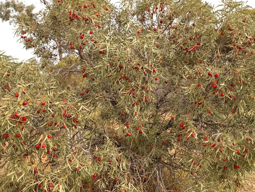 A Quandong tree