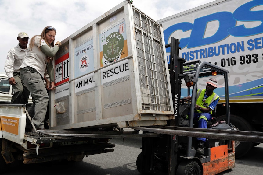 Workers load a caged lion who was rescued from Syria