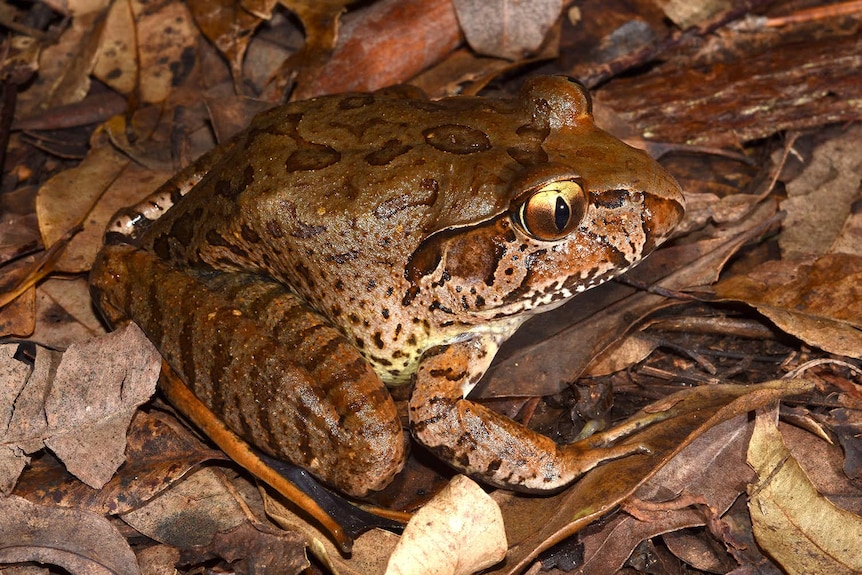 A close up photo of a large brown frog with yellow eyes and distinct black markings on its legs and belly
