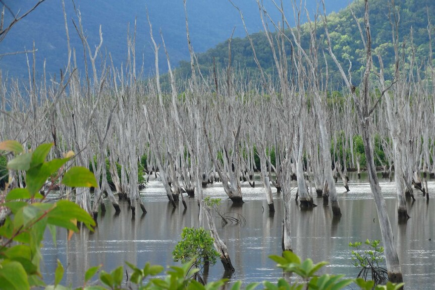 Melaleuca forest