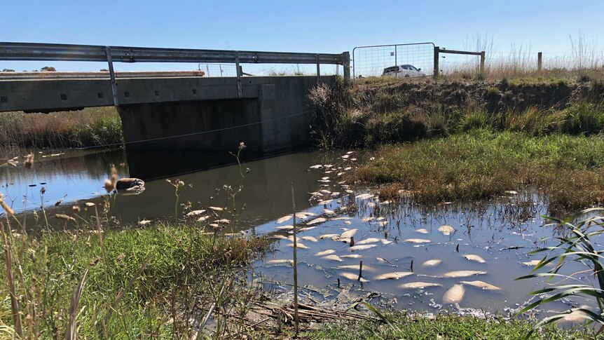 A group of dead fish float in the water near a bridge