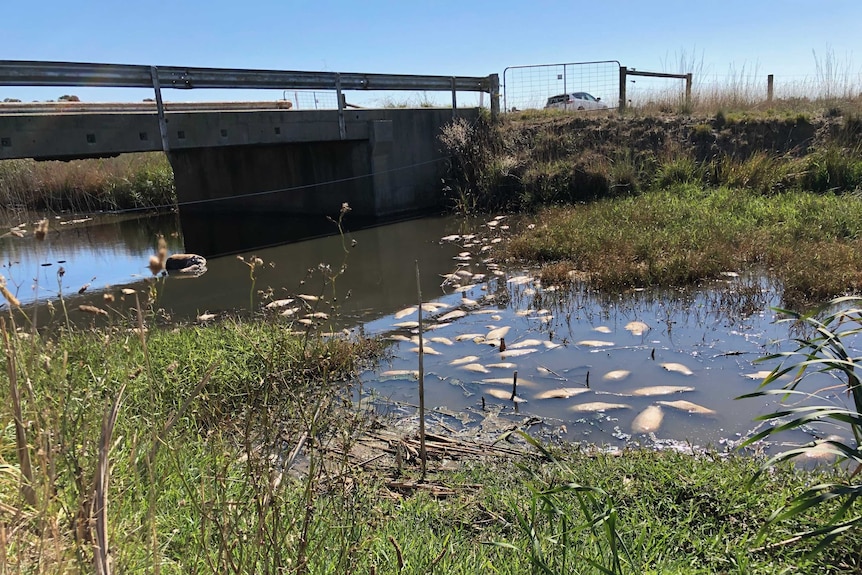 A group of dead fish float in the water near a bridge