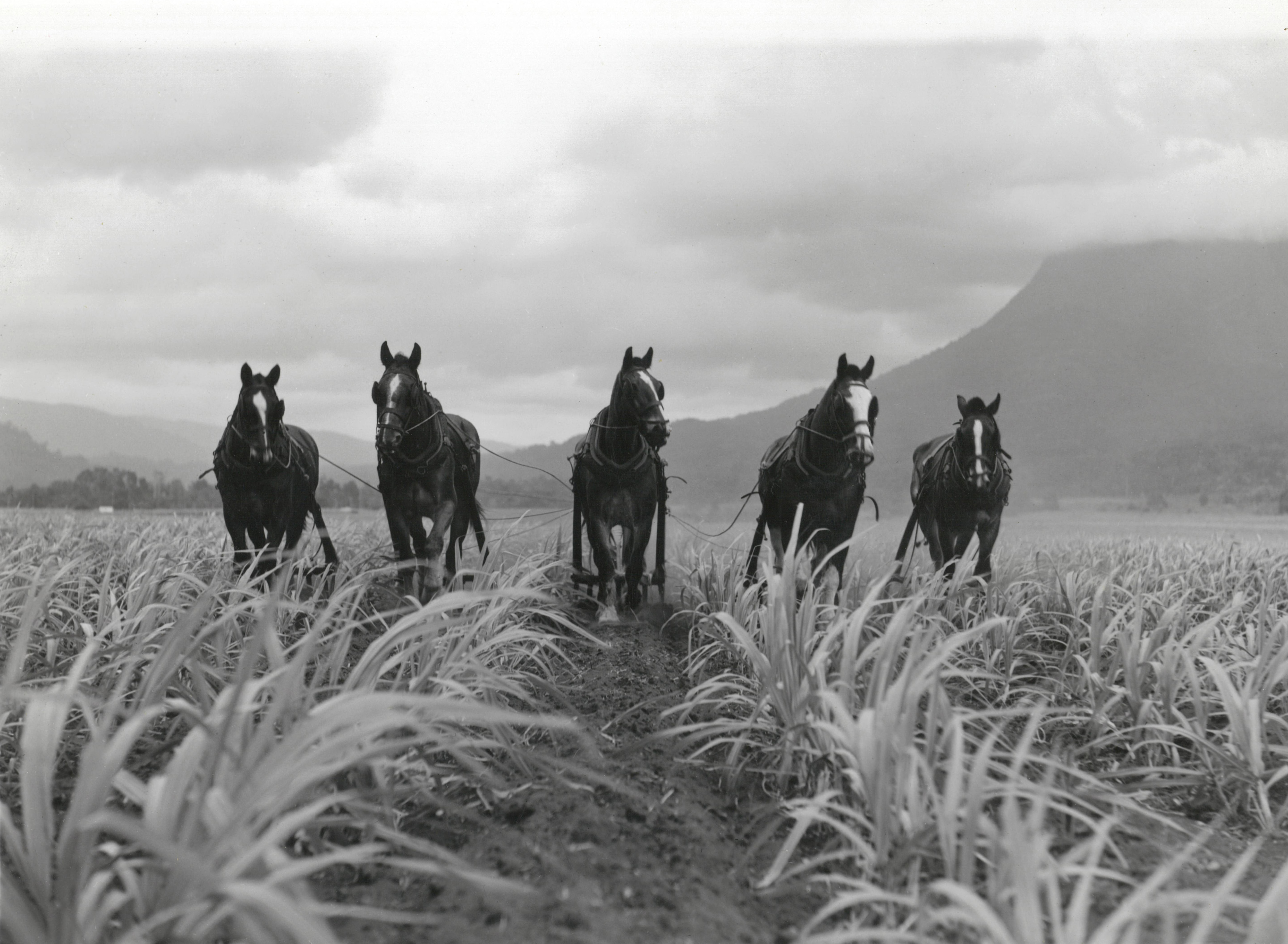 Cavalos em um canavial cultivando a terra arrastando instrumentos atrás deles. Foto em preto e branco.