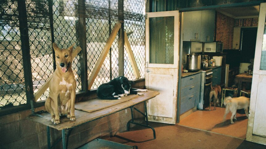 Four dogs inside Gloria's house. Two sitting on a table and two inside her kitchen.
