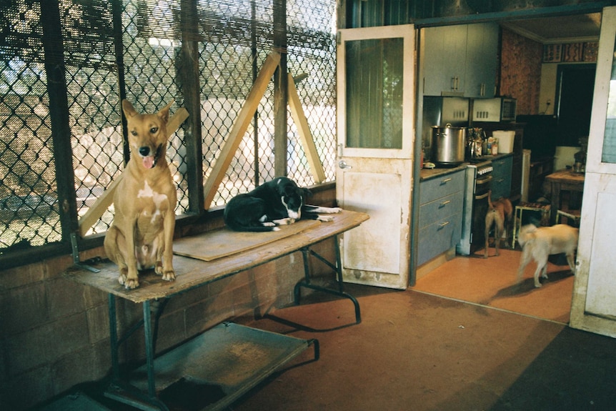 Four dogs inside Gloria's house. Two sitting on a table and two inside her kitchen.