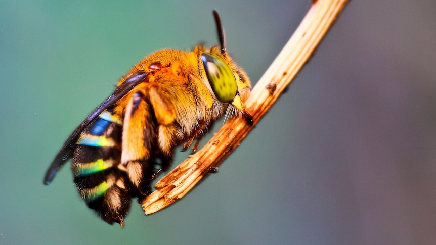 A close up of a native bee with blue bands.