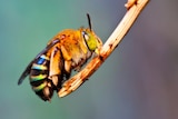 A close up of a native bee with blue bands.