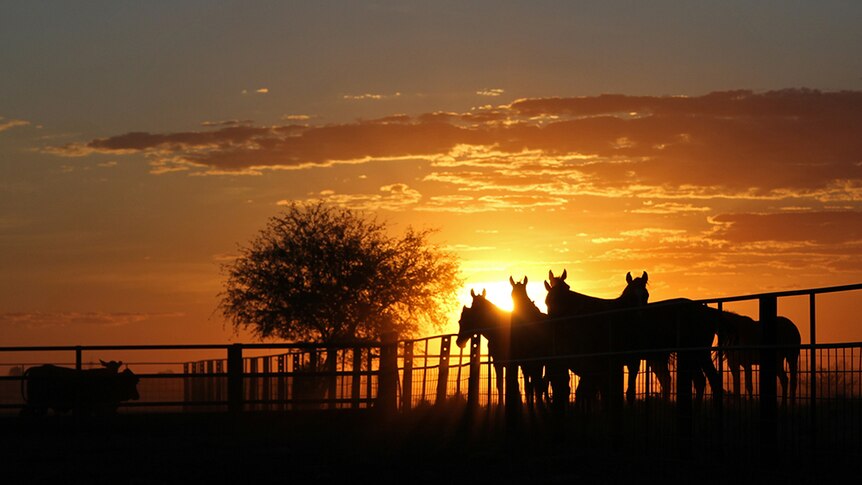 A group of horses standing near a fence, silhouetted against the sunset.