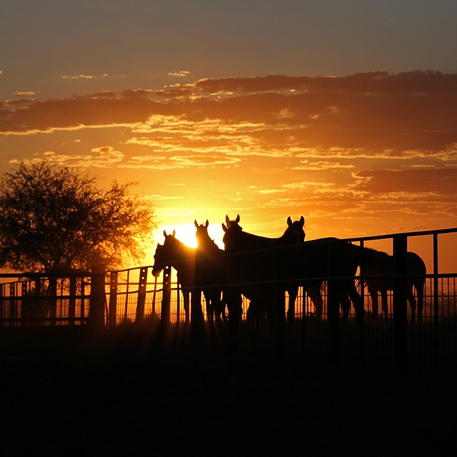 A group of horses standing near a fence, silhouetted against the sunset.