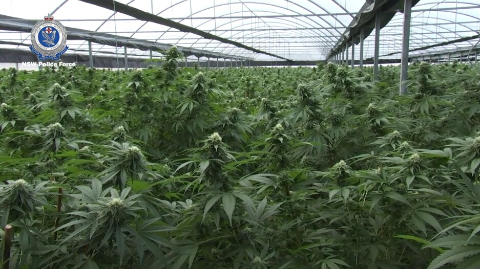 Sydney news: $22m of cannabis found on remote property, elderly Sydney ...