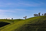 Rolling green hills on a stunning day day in the country.